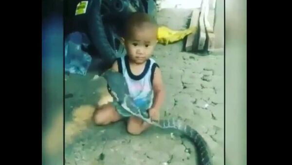 Bé trai chơi đùa với rắn hổ mang trong khi người lớn thích thú xem và quay video - Sputnik Việt Nam