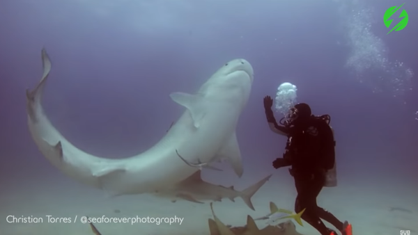 Người thợ lặn thôi miên con cá mập (Video) - Sputnik Việt Nam