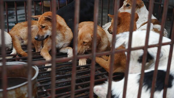 Chó nuôi để ăn thịt ở Hà Nội - Sputnik Việt Nam
