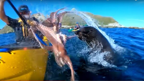 Hải cẩu ném con bạch tuộc vào mặt người lên mạng YouTube - Sputnik Việt Nam