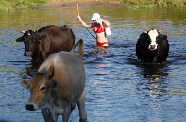 Cô gái đưa đàn bò qua sông Tezu, từ làng Dunilovo đến bờ sông làng Goritsy ở quận Shuysky - Sputnik Việt Nam