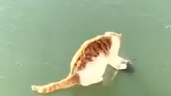 Video ghi lại cảnh con mèo đang cố lôi cá từ dưới lớp băng - Sputnik Việt Nam