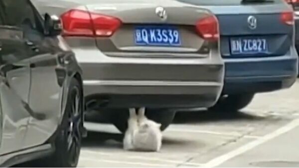 Con mèo đang “tập thể dục” dưới gầm một chiếc xe ô tô đang đậu - Sputnik Việt Nam