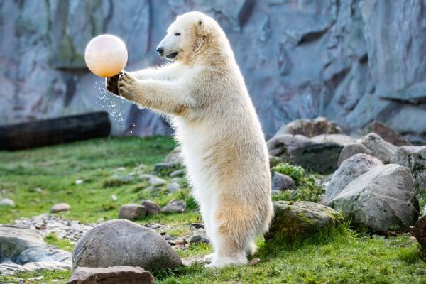Gấu trắng bắc cực chơi bóng tại Sở thú Gelsenkirchen, Đức - Sputnik Việt Nam