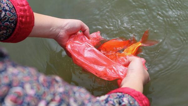 Người dân thủ đô thủ đô thả cá chép tại khu vực hồ Ngọc Khánh. - Sputnik Việt Nam
