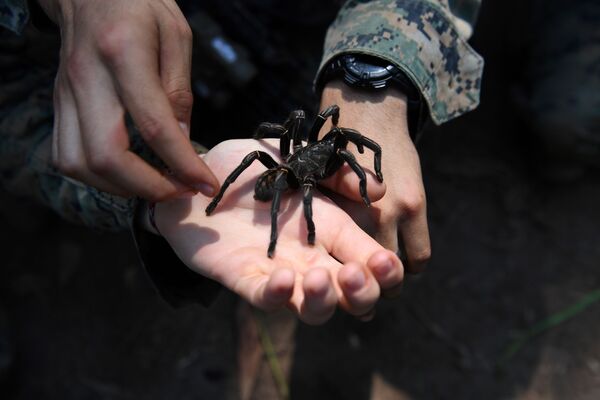Thủy quân lục chiến Mỹ giữ một con nhện Lycosa trong buổi huấn luyện sinh tồn trong rừng rậm - một phần cuộc tập trận Cobra Gold ở Thái Lan - Sputnik Việt Nam