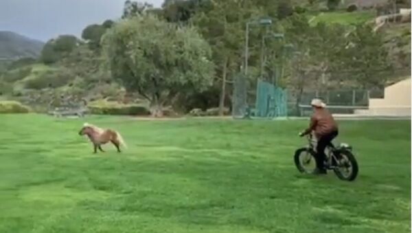 Schwarzenegger huấn luyện một con ngựa đuổi theo ông ta trên một chiếc xe đạp trong chiếc mũ cao bồi - Sputnik Việt Nam