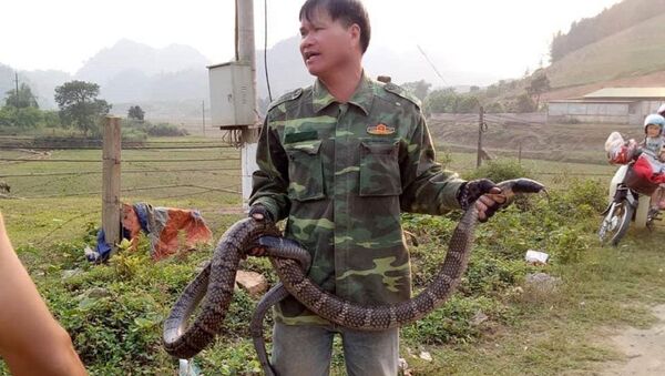 Người đàn ông cầm con rắn 6,8kg ở khu vực huyện Vân Hồ (Sơn La) - Sputnik Việt Nam