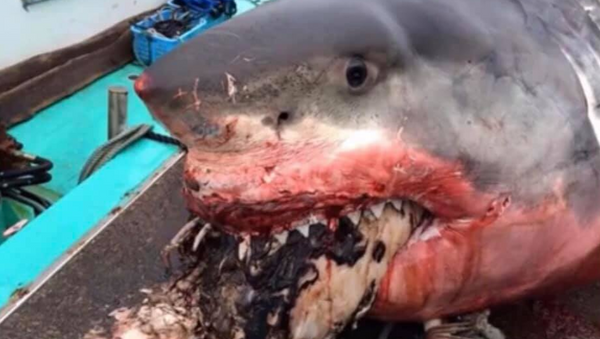Một con cá mập trắng hóc phải con rùa và chết  - Sputnik Việt Nam