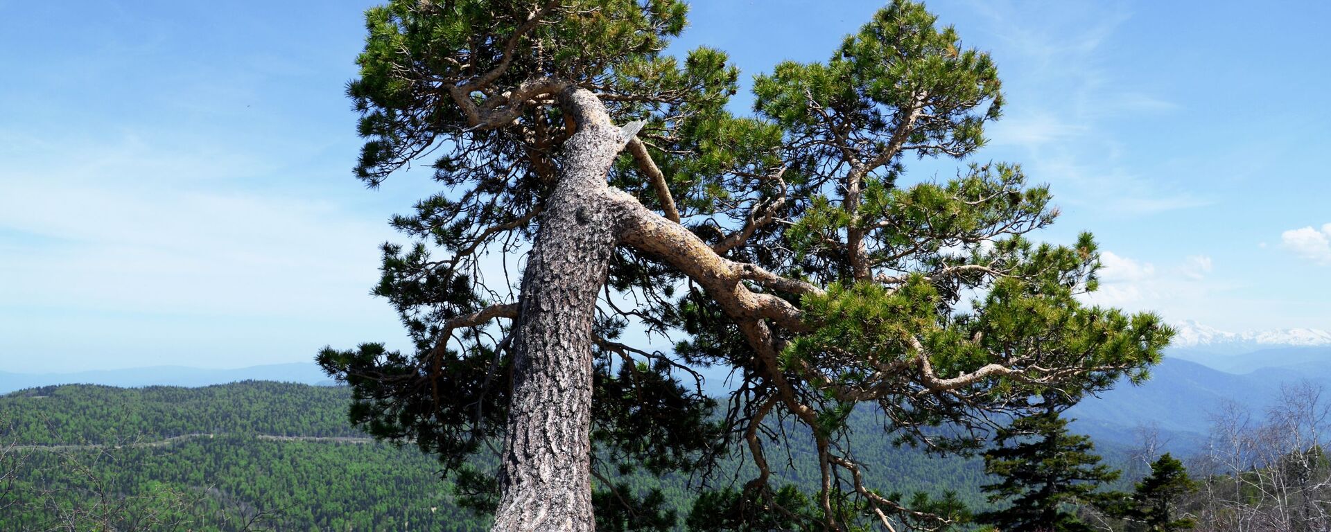Một cái cây trên rìa ngọn núi trong cao nguyên Lac-Naki Khu dự trữ sinh quyển tự nhiên quốc gia Kavkas mang tên Kh. G. Shaposhnikov - Sputnik Việt Nam, 1920, 09.09.2019
