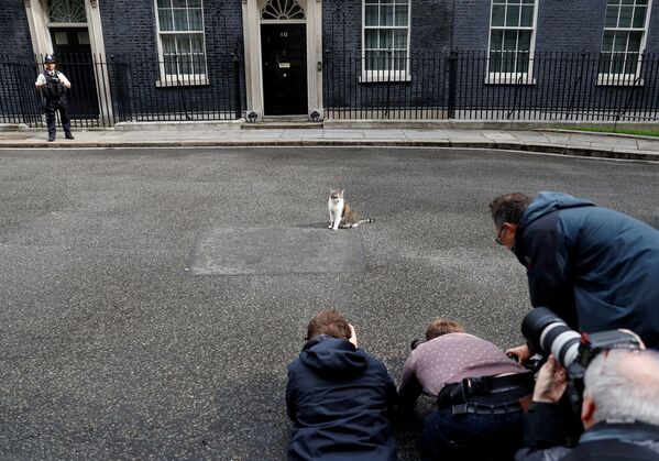 Phóng viên chụp ảnh chú mèo Larry tại dinh thủ tướng Anh ở phố Downing 10, London - Sputnik Việt Nam