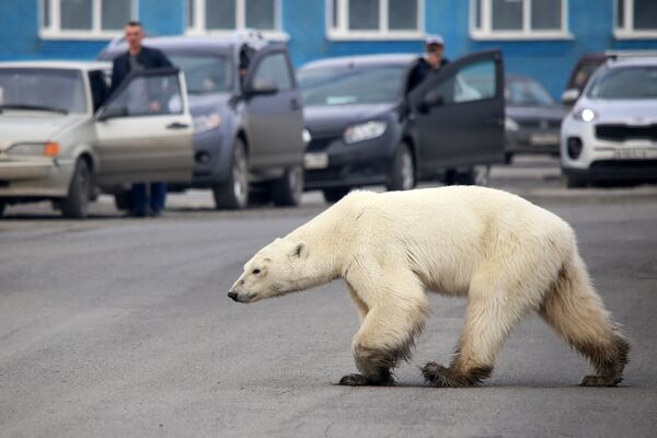 Gấu Bắc cực tìm thức ăn ở ngoại ô Norilsk, LB Nga - Sputnik Việt Nam