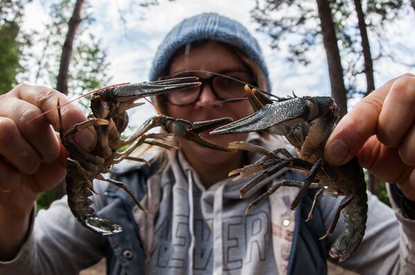 Cô gái cầm những con tôm bắt được trên hồ Beloye ở tỉnh Ryazan - Sputnik Việt Nam