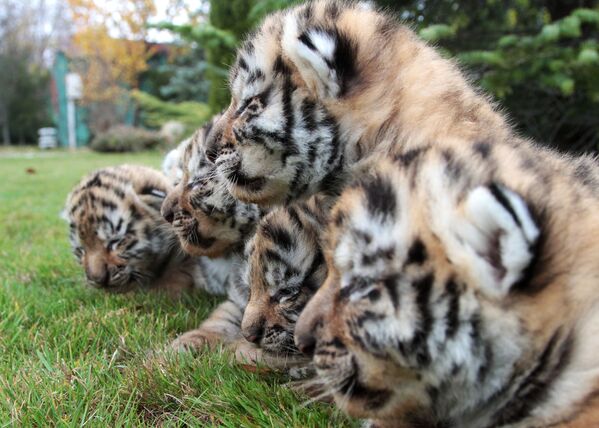 Đàn hổ Amur sơ sinh trong công viên safari Taigan ở Crưm - Sputnik Việt Nam