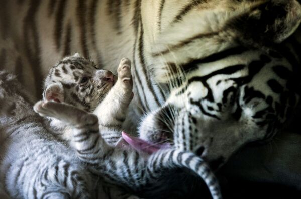 Hổ trắng với hổ con sơ sinh tại vườn thú La Pastora, Mexico - Sputnik Việt Nam