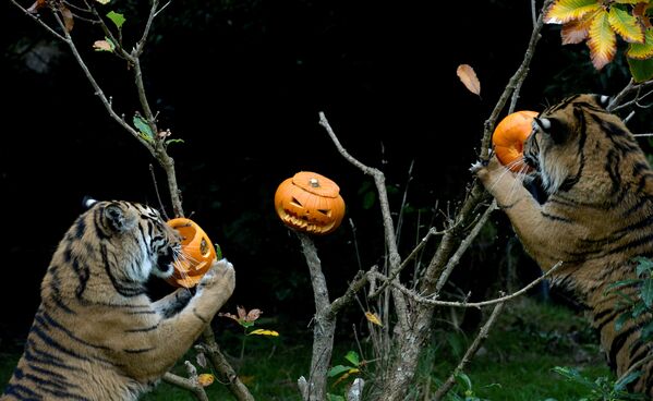 Hổ ăn bí ngô Halloween tại Sở thú ZSL ở London - Sputnik Việt Nam