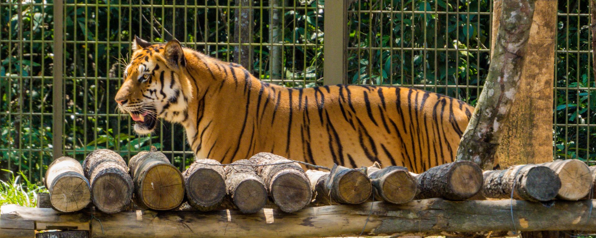 Đàn hổ Bengal ở vườn thú Phú quốc, Việt Nam  - Sputnik Việt Nam, 1920, 05.09.2022