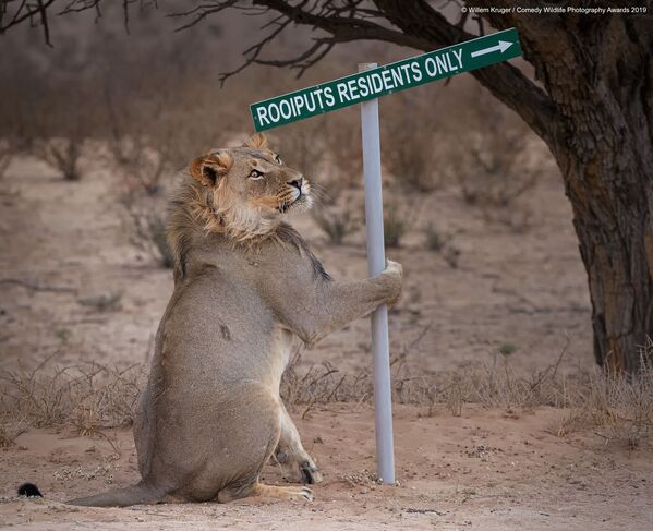 Ảnh Lion take away (Sư tử lấy) của nhiếp ảnh gia Nam Phi Willem Kruger, lọt vào chung kết cuộc thi Comedy Wildlife Photography Awards 2019 - Sputnik Việt Nam