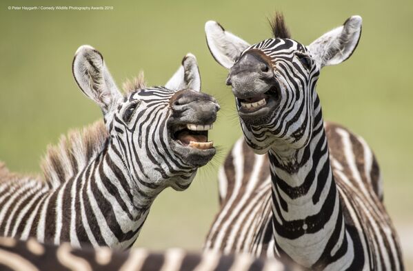 Ảnh Laughing Zebra (Ngựa vằn cười tươi) của nhiếp ảnh gia Anh Peter Haygarth trong danh sách chung kết cuộc thi Comedy Wildlife Photography Awards 2019 - Sputnik Việt Nam