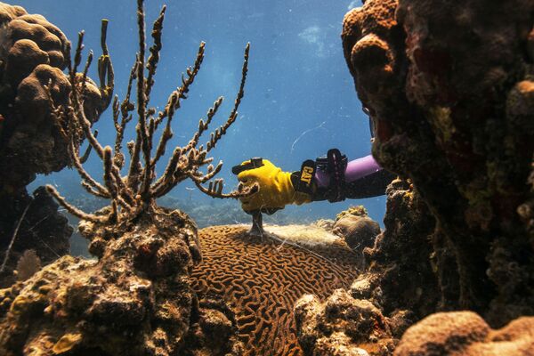 Kỹ thuật viên Danielle Lasseigne loại bỏ phần san hô Pseudodiploria strigosa chết gần Đại học Quần đảo Virgin ở St. Thomas - Sputnik Việt Nam