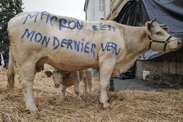 Khẩu hiệu phản đối của nông dân viết trên lưng bò, Pháp - Sputnik Việt Nam