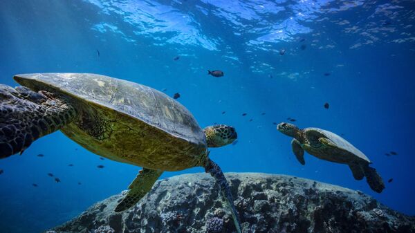 Hai con rùa biển dưới nước - Sputnik Việt Nam