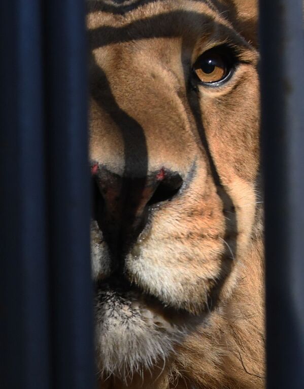 Sư hổ (con lai giữa sư tử (Panthera leo) đực với hổ (Panthera tigris) cái) có biệt danh “Blag” trong công viên Primorsky safari ở Vladivostok - Sputnik Việt Nam