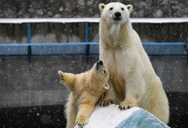 Gấu trắng Bắc cực Gerda và gấu con ở Vườn thú Novosibirsk - Sputnik Việt Nam