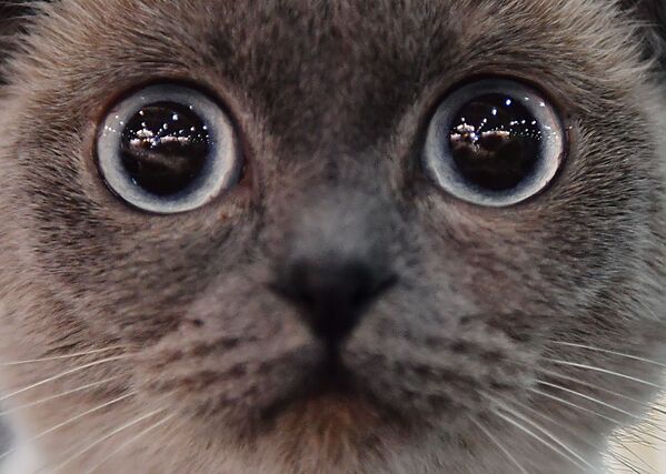 Mèo Scotland tai cụp trong Triển lãm Mèo “Catsburg” ở Matxcơva  - Sputnik Việt Nam