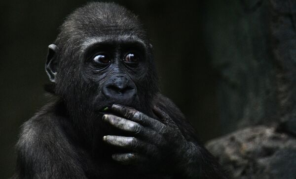 Khỉ đột đất thấp phía tây trong Vườn thú Moskva - Sputnik Việt Nam