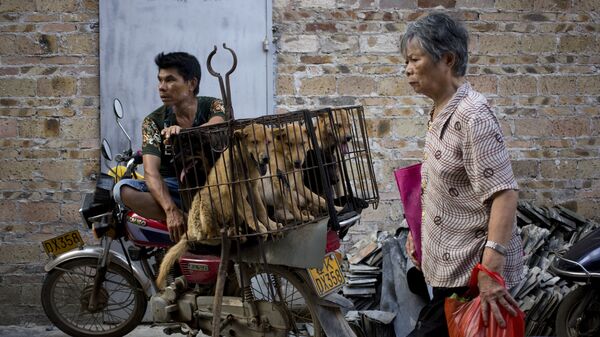 Người bán chó chờ người mua tại lễ hội thịt chó - Sputnik Việt Nam