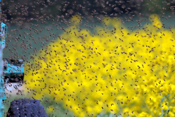 Những con ong trên cánh đồng hoa cải dầu ở ngoại ô Minsk, Belarus - Sputnik Việt Nam