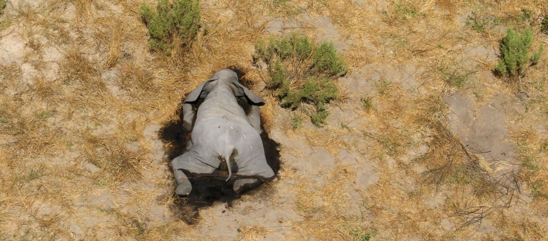 Сái chết bí ẩn của những con voi ở Botswana - Sputnik Việt Nam, 1920, 11.07.2020