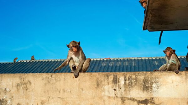 Khỉ ngồi trên tường - Sputnik Việt Nam